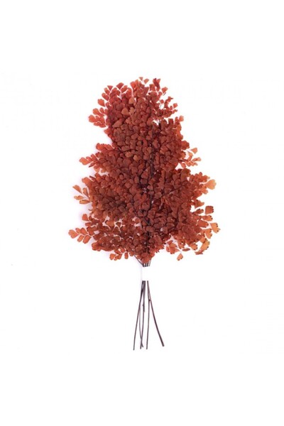 Roberto Rossi Frunze conservate de feriga Lutti H20-30 cm. caramiziu