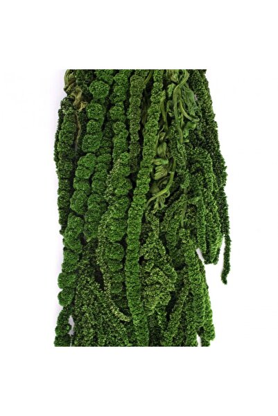 Roberto Rossi Crenguta conservata de Amaranthus H40-70 cm. verde inchis