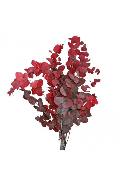 Roberto Rossi Eucalipt stuartiana H50-80 cm, caramiziu