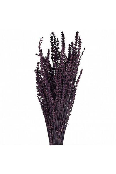 Roberto Rossi Lavanda conservata H50-60 cm. mov