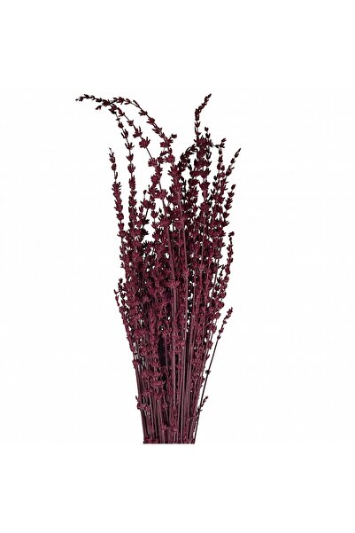 Roberto Rossi Lavanda conservata H50-60 cm. fuchsia