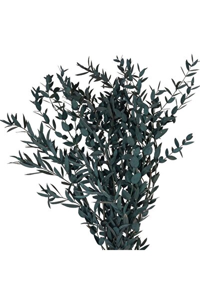 Roberto Rossi Crenguta conservata de Gume Eucalipt blue H60-70 cm verde albas...