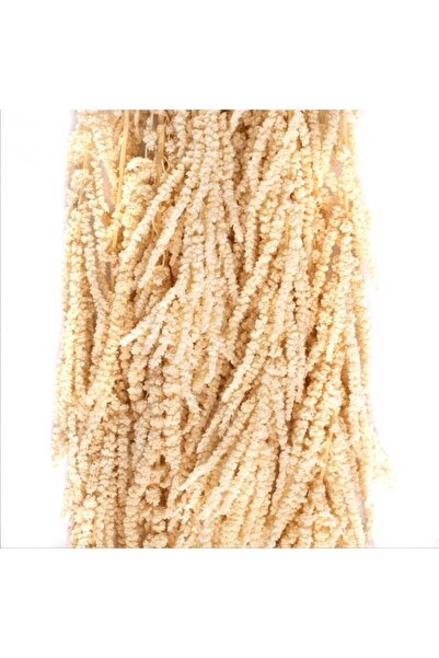 Roberto Rossi Crenguta conservata de Amaranthus H40-70 cm. alb