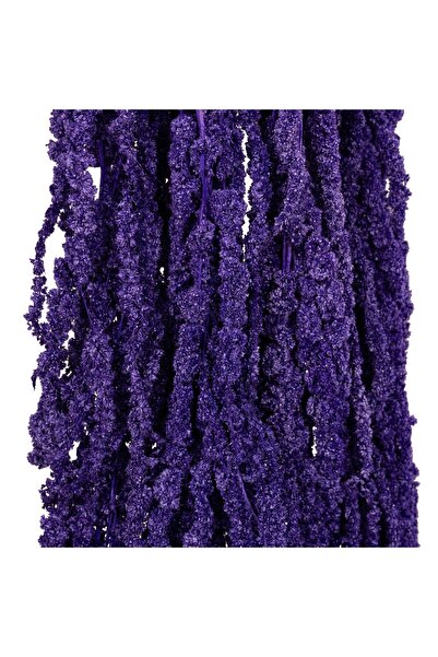 Roberto Rossi Crenguta conservata de Amaranthus H70-80 cm mov inchis