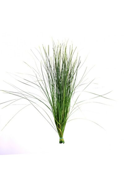 Roberto Rossi Planta conservata iarba ursului H50-60 cm. verde