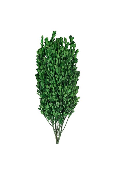 Roberto Rossi Crengute de Buxus conservat H40-60 cm verde intens RR3