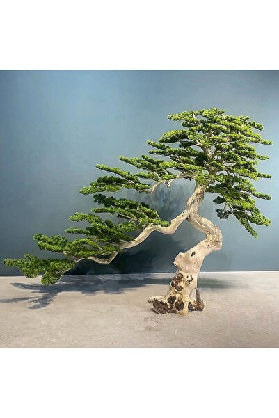 Roberto Rossi Bonsai artificial H180cm Pin cu trunchi din lemn, coroana L230x...
