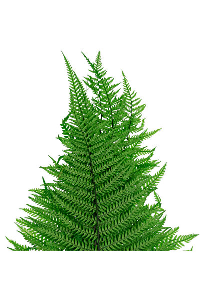 Roberto Rossi Feriga conservata H50-60 cm verde