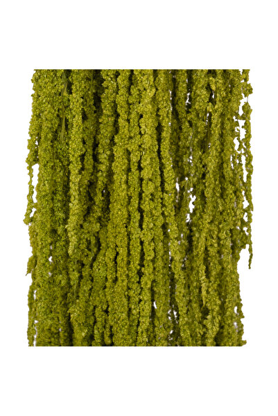 Roberto Rossi Crenguta conservata de Amaranthus H70-80 cm verde broccoli RR37