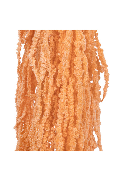 Roberto Rossi Crenguta conservata de Amaranthus H70-80 cm piersica