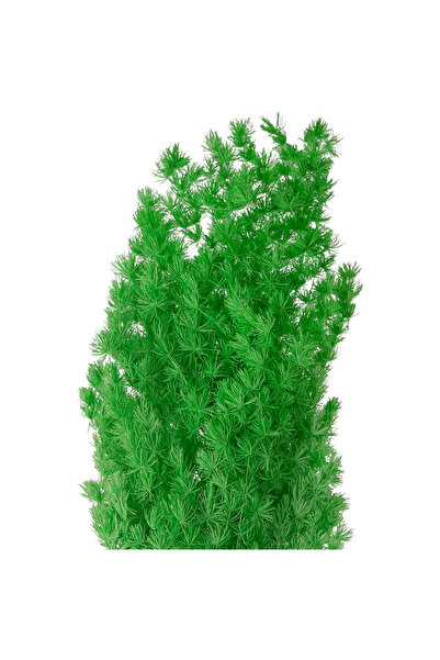 Roberto Rossi Crengute conservate Aralia ming H50-60 cm verde neon RR36