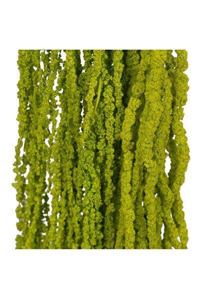 Roberto Rossi Crenguta conservata de Amaranthus H70-80 cm verde deschis