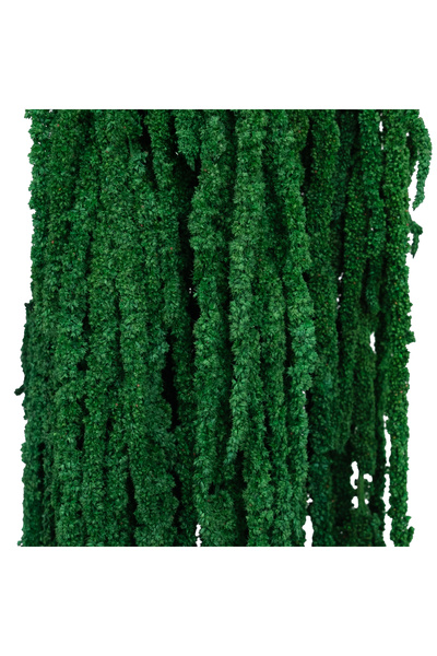 Roberto Rossi Crenguta conservata de Amaranthus H70-80 cm verde smarald desch...