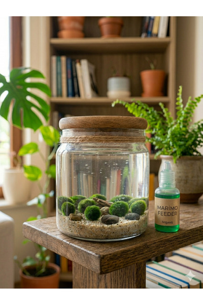 İyişans Marimo 10 adet Marimo Şans Yosunu Japon Teraryumu