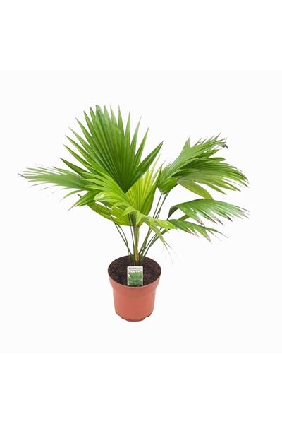 Floraria Tria's Livistonia - Palmier D14 cm