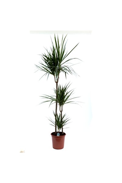 Floraria Tria's Dracaena marginata 3 tulpini