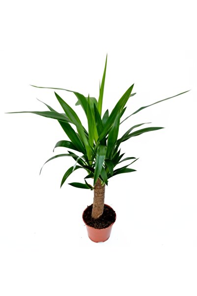 Floraria Tria's Yucca 1 tulpina medie