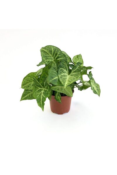 Floraria Tria's Syngonium Arrow