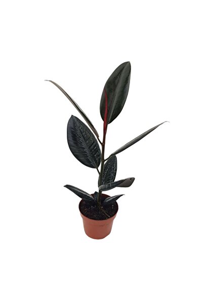 Floraria Tria's Ficus Robusta