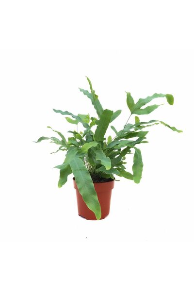 Floraria Tria's Phlebodium Blue Star