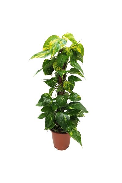 Floraria Tria's Epipremnum pe mostoc 80cm - planta telefon