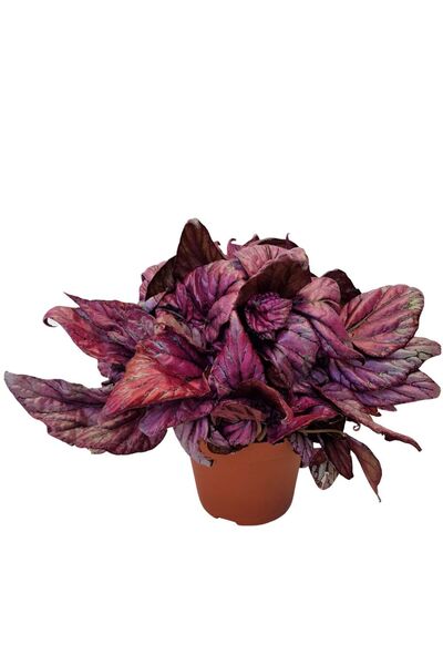 Floraria Tria's Begonia rex