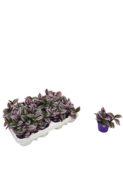 Floraria Tria's Tradescantia mini