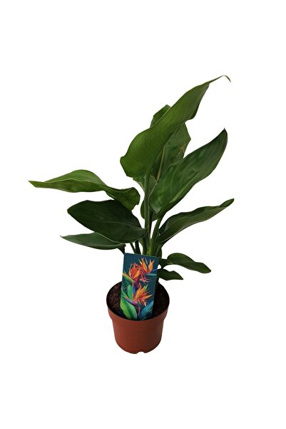 Floraria Tria's Strelitzia Reginae Green