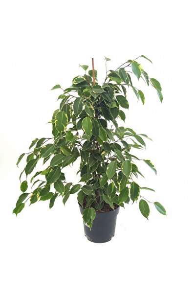 Floraria Tria's Ficus benjamin mixt