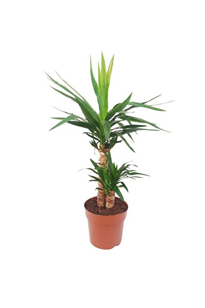 Floraria Tria's Yucca 2 Tulpini D 21