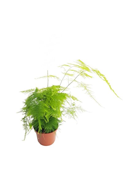 Floraria Tria's Asparagus Setaceus