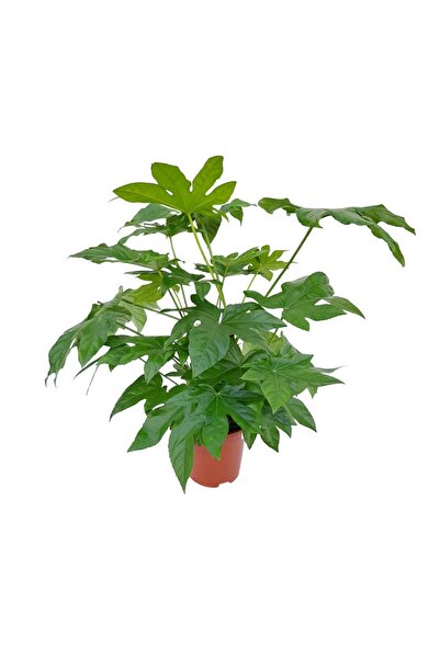 Floraria Tria's Fatsia