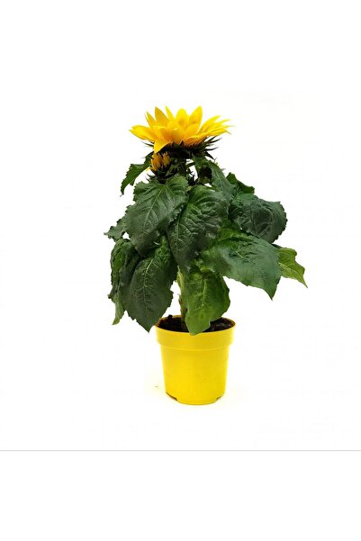 Floraria Tria's Helianthus-Floarea Soarelui