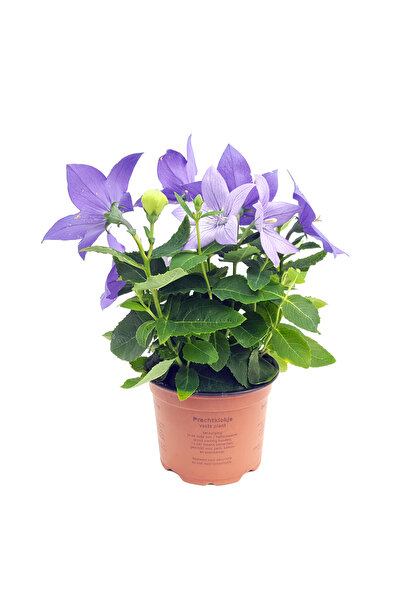 Floraria Tria's Platycodon