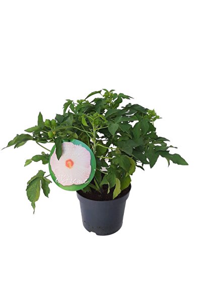 Floraria Tria's Hibiscus de gradina - premium