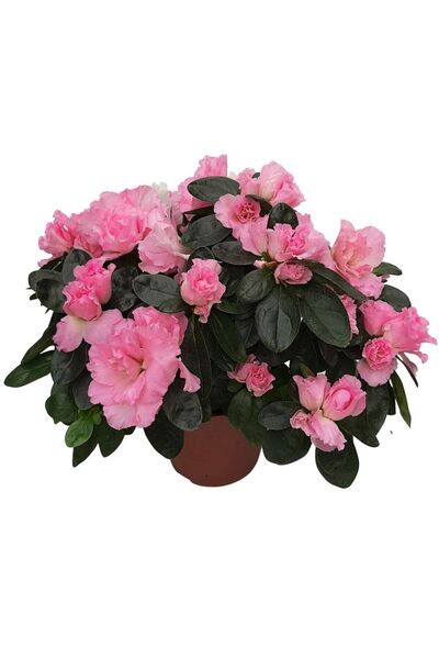 Floraria Tria's Rhododendron Azalee standard