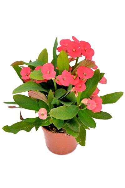 Floraria Tria's Coroana lui Iisus mini - Euphorbia