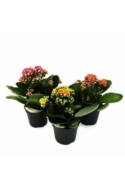 Floraria Tria's Kalanchoe medie