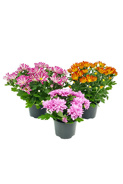 Floraria Tria's Crizantema Extra