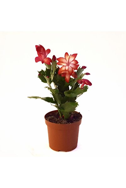 Floraria Tria's Craciunica - Schlumbergera