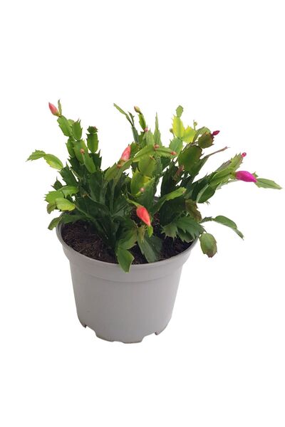 Floraria Tria's Schlumbergeria - Craciunica fara floare