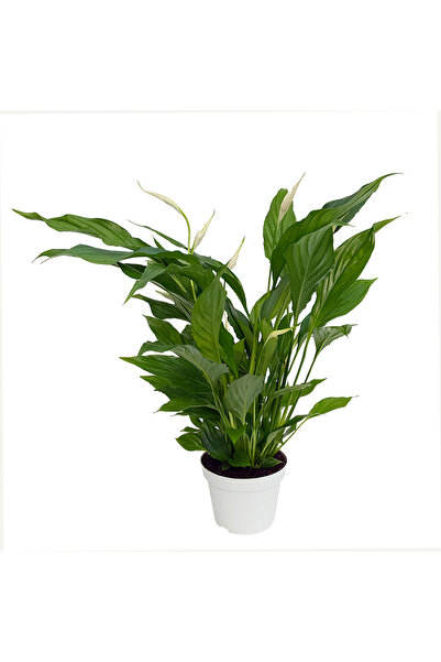 Floraria Tria's Spathiphyllum extra