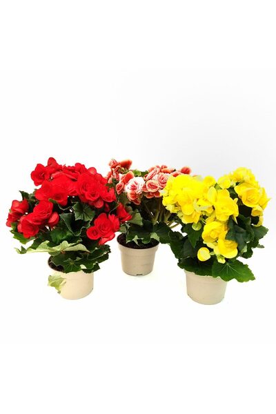 Floraria Tria's Begonia Elatior