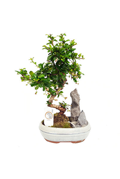 Floraria Tria's Bonsai in ghiveci D20 cu decor