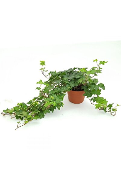 Floraria Tria's Hedera D 13