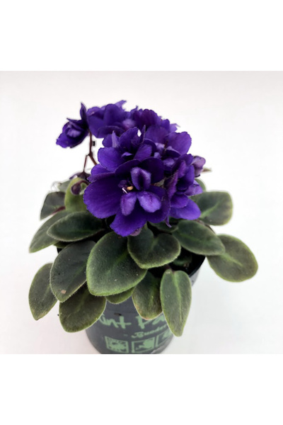 Floraria Tria's Violete de Parma mini- Saintpaulia