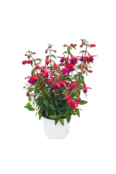 Floraria Tria's Fuchsia la ghiveci - Cercelus Grecia