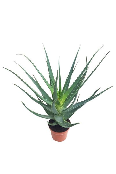 Floraria Tria's Aloe Arborescens