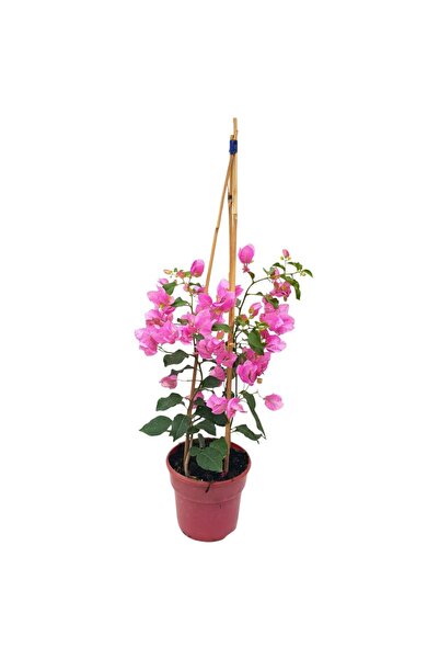 Floraria Tria's Bougainvillea Grecia - Priamida - Anestis - Floarea de hartie