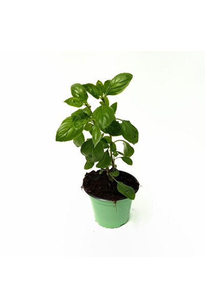 Floraria Tria's Busuioc-Basilicum (Planta aromatica)